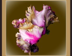 "Ephemeral Elegance"