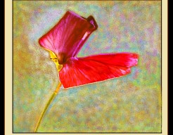 "Harmonie in Dualiteit"