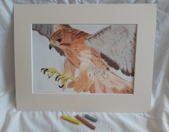 Buizerd