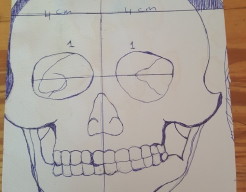 Anatomie geoefend van de menselijke schedel 