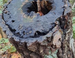 In het Bos  met paddestoelen 