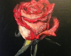 Rode roos