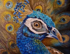 Bekroond met een prachtig verenkleed