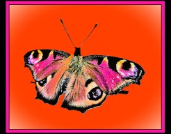 "Metamorfose in Stilte"