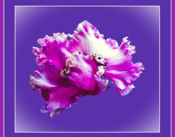 "Surreal Peony Embrace"