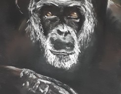 Chimpansee