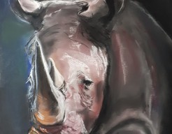 Neushoorn