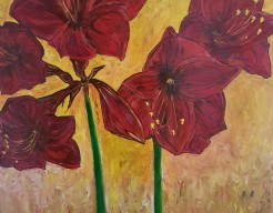 Amaryllis