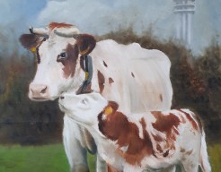 Kalverliefde in de polder..