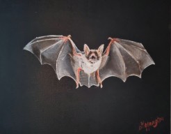 Vleermuis
