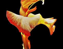 ''Zonderlinge Bloem''