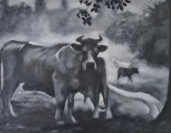 Misty cows