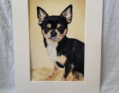 Chihuahua