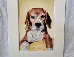 Beagle