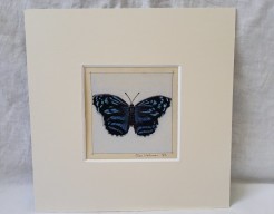 Myscelia ethusa vlinder