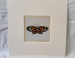 Lycorea halia vlinder