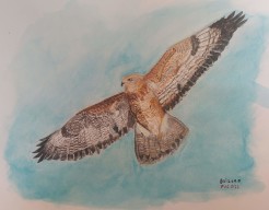 Buizerd