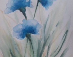 blauwe papaver