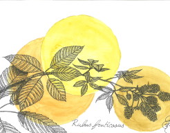 Rubus fruticosus