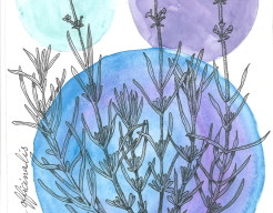 Lavendula Officinalis