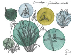 Galanthus nivalis with wren