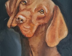 Vizsla