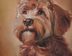 Australische labradoodle