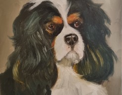 Cavalier KingCharles spaniel