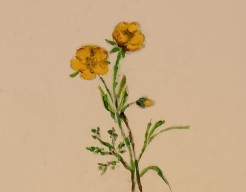 Boterbloem   ( vroeg werk)