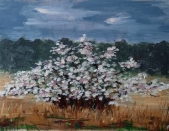 Krentenboom op nationaal park de hoge veluwe