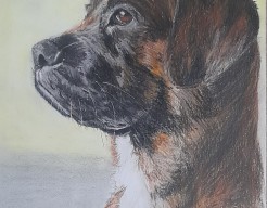 Nicky, hond van vriendin