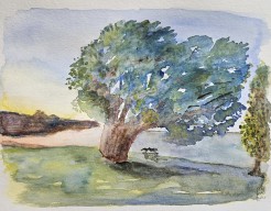 Omapere nieuw zeeland