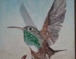 Kolibri     ( vw )  no74