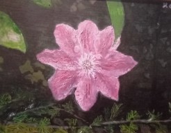 Clematis