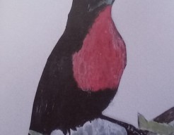 Roodborsthoningzuiger vw  no   23