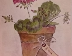 Geranium   vw   no 63