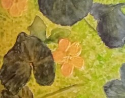 Dotterbloem    vw  no 168