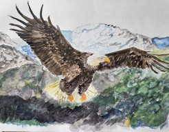 Zeearend in de bergen