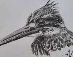 Ijsvogel