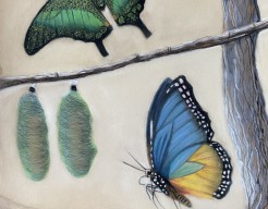 Rebirth. ( van rups tot vlinder )