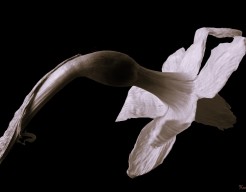 ´Narcis zonder kleur´