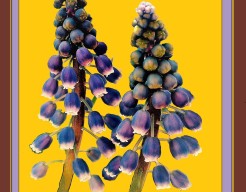 "Purple Bells in Yellow Glow"