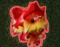 "Doorsnede van een hart"