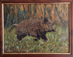 Wildzwijn (Keiler) in draf