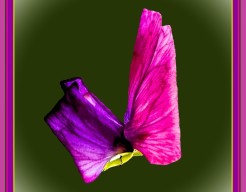 "Vibrant Blossom in Digital Harmony"