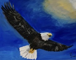 Amerikaanse zeearend 