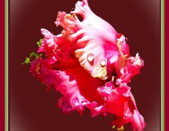 "Roze Bloem in Dauw"