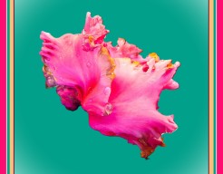 "Roze Symfonie in Bloei"