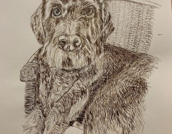 Duitse staande draadhaar