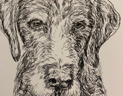 Duitse staande draadhaar